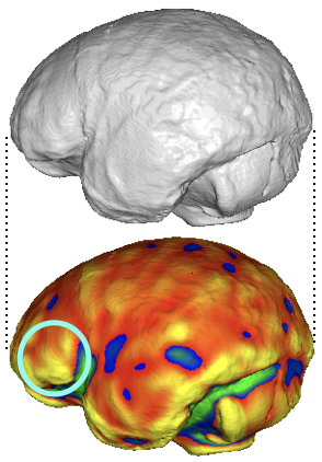 fMRI during non-linguistic sequence processing